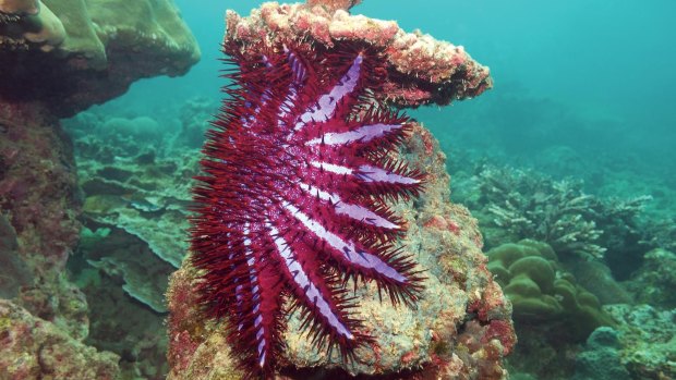 Crown-of-thorns starfish are decimating the Great Barrier Reef, and are removed by hand by divers.