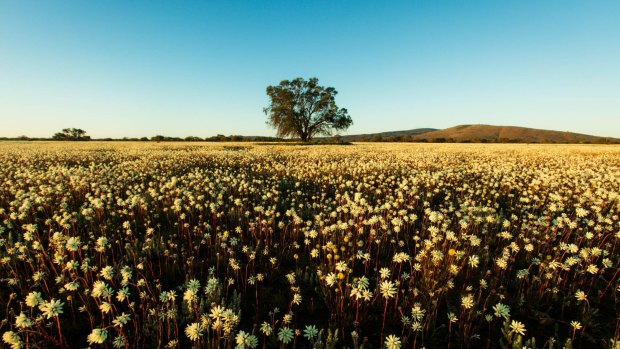 Flowers to the horizon after good rains in the Gascoyne Murchison area of Western Australia. 