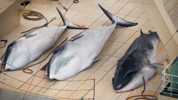 Three dead minke whales on the deck of Japanese whaling vessel Nisshin Maru in the Southern Ocean in January 2014.  
