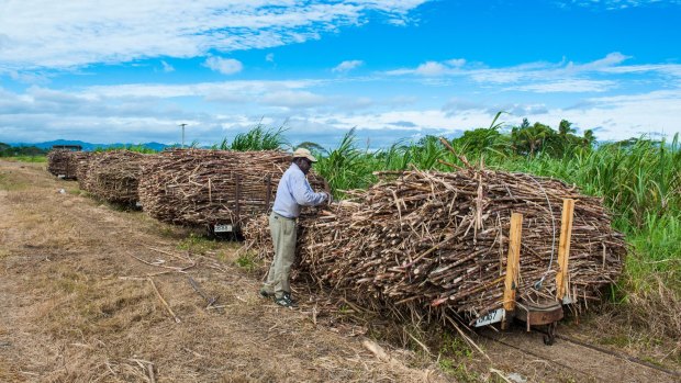 Fiji's sugar cane trains as they used to look.