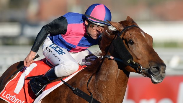 Earmarked for success: Vega Magic is a contender in the Darley Classic.