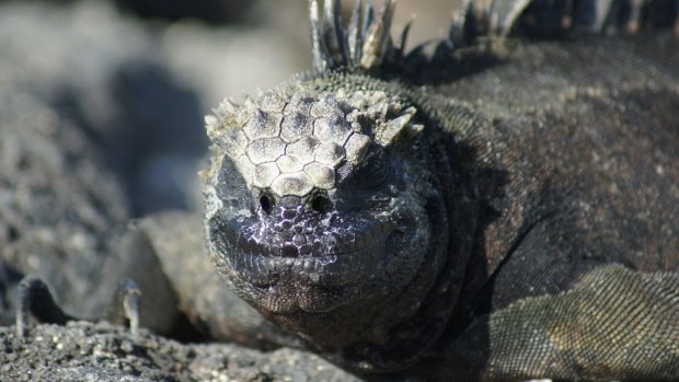 A marine iguana.