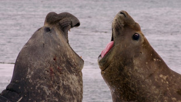 Elephant seals fighting.
