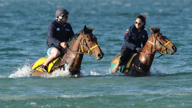Hope: Precedence (left) during a Melbourne Trackwork Session at Altona Beach this week.