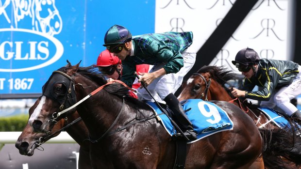 Bold colt: Odyssey Moon, being ridden by Tye Angland, has Northam optimistic.