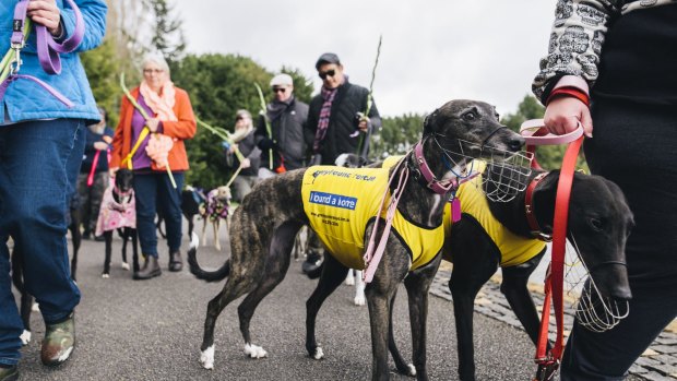 About 40 greyhound lovers attended a rally at Canberra's Nara Park last July, organised by the Animal Justice Party as a part of a global event called "March for the Murdered Million".