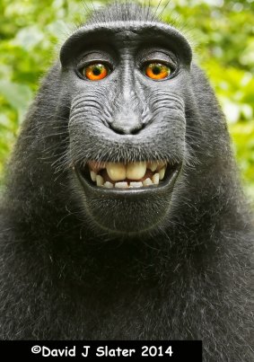 Selfie: Naruto, a crested macaque, on whose behalf animal activists are seeking damages.