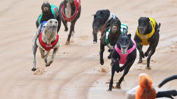 Greyhounds racing at the Warragul racetrack ,Race 1 17th February 2015. The Age Fairfaxmedia News Picture by JOE ARMAO