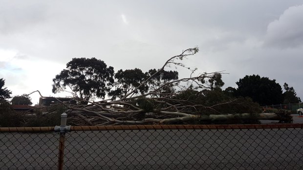 Mayor Trevor Vaughan says the "minor" works will affect up to 10 per cent of the canopy of 14 trees, five of which already needed this work for health management, and there was no evidence of a roost at the site but such work would not impact habitat in any case.