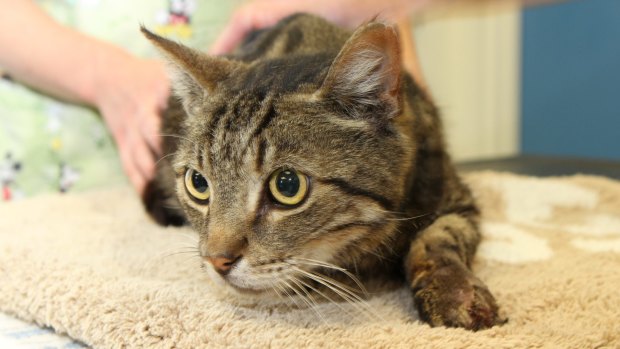 Django the cat was seriously injured after being caught in a steel jaw trap in Mandurah.