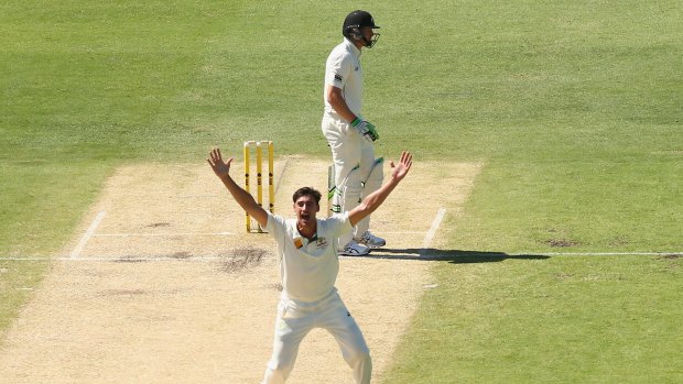 Got him: Mitchell Starc takes the wicket of Martin Guptill during day two of the second Test between Australia and New Zealand at the WACA.