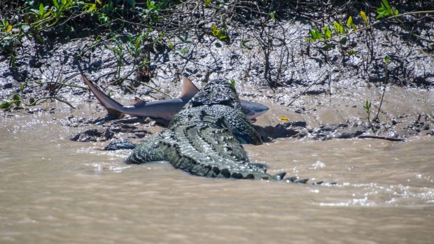 Brutus, a monster crocodile, with a bull shark between its jaws  on the Adelaide River in the Kakadu National Park. 