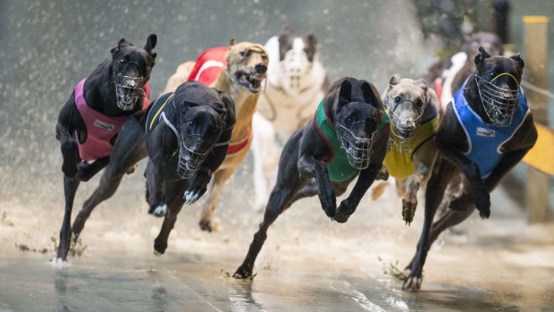 The government will spend $41 million to reform the greyhound industry.
