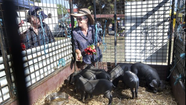 Jules Nixon from Baringup West treats John Wright's pigs to a few radishes at Talbot local market. A major benefit of the locavore movement is community engagement.