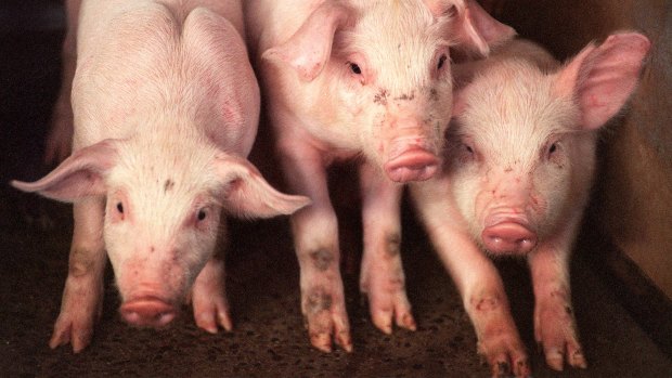 China presents an attractive opportunity for pork exporters, according to Rabobank.