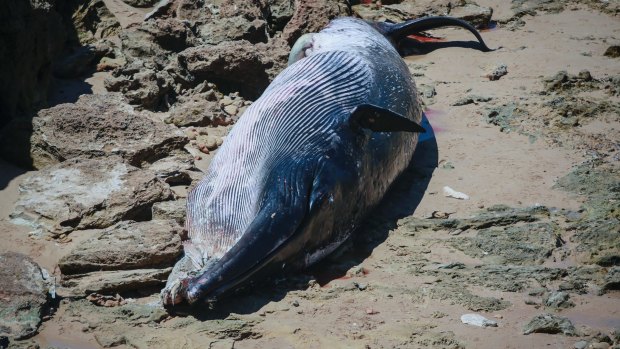 A whale carcass beached at Jubilee Point in Sorrento, in Melbourne in November. A shark warning has been issued for a popular beach on Victoria's Mornington Peninsula after a whale carcass was spotted in nearby waters.
