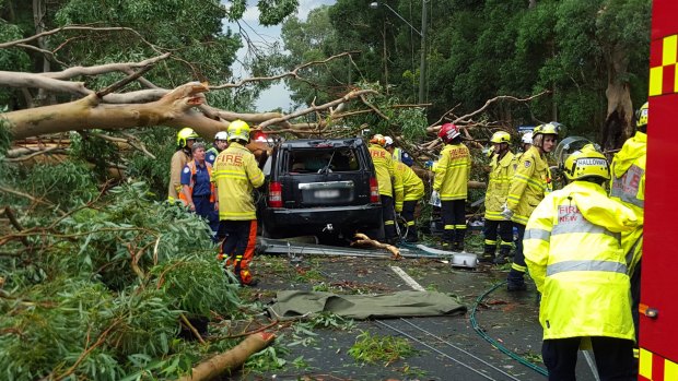 A man died when a falling tree crushed a car at Emu Plains.