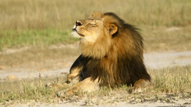 Hunted and shot: Cecil the lion. 