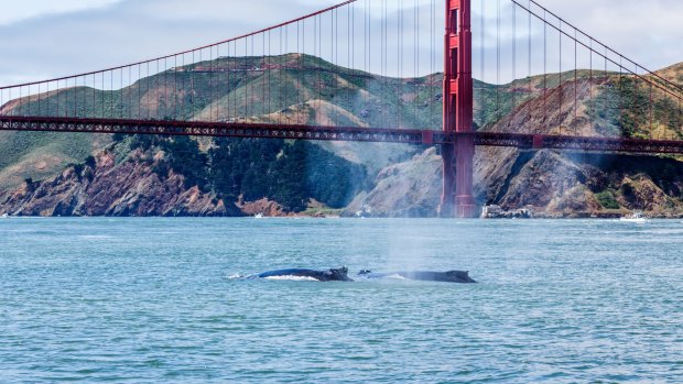 Look below the Golden Gate Bridge and you might spot marine mammals.