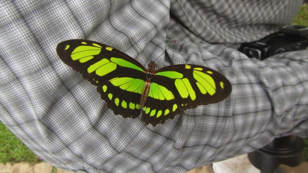 Close encounter with a malachite butterfly.