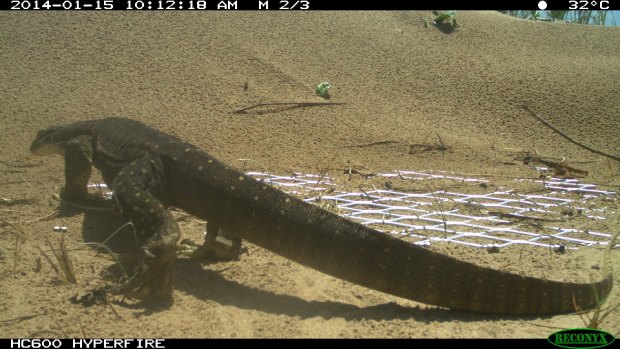A camera captures a goanna walking near one of the nest protection devices.