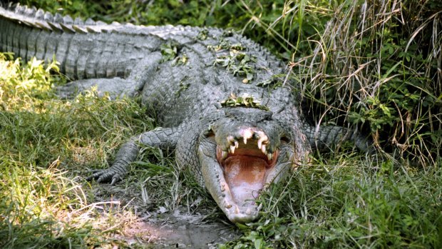 Wildlife officers were deployed to Lizard Island to find the reptile but the department later said the injuries were not consistent with a crocodile attack.