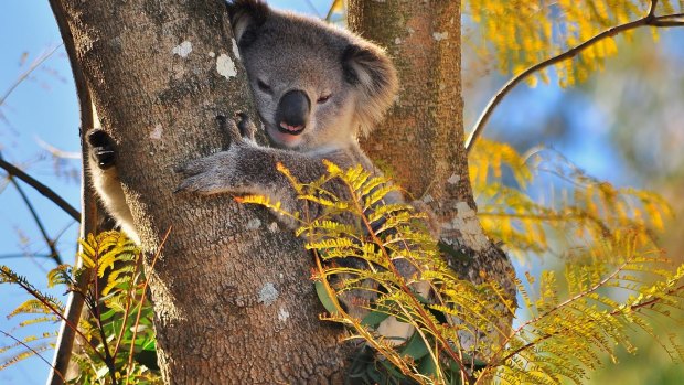 Koala in Bradbury on Sydney's south-western edge.