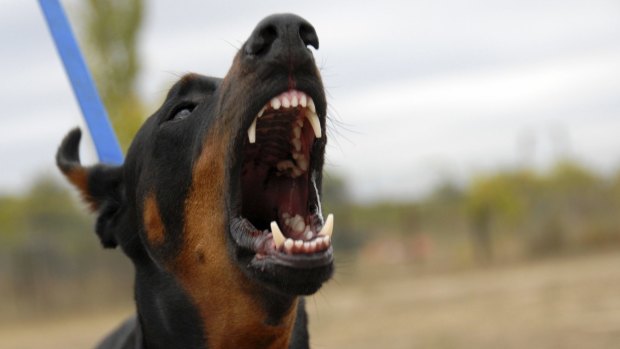 If a dog attacks a person or another animal the owner can be held responsible even if they are not present at the time.