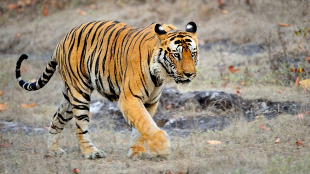 An Indian tiger in the wild. Royal Bengal tiger in national park of India.