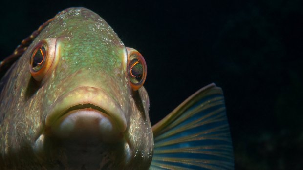 A bluethroat wrasse, photographed at Popes Eye in Port Phillip Bay.