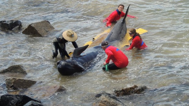 Rescuers attempt to save a whale stranded in Bunbury harbour, Western Australia.