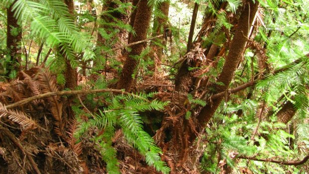 The root and trunk structure of the Wollemi pine, showing how it propagates vegetatively, or non-sexually.