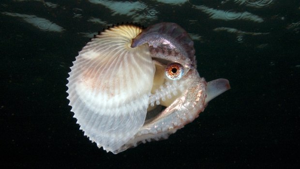 The deep-sea loving Argonaut octopus. 
