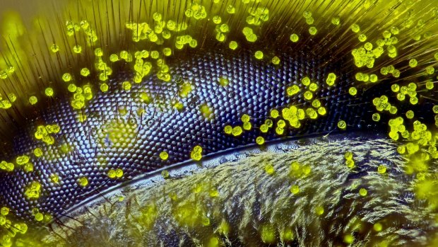 The winning image of the eye of a bee covered in pollen.