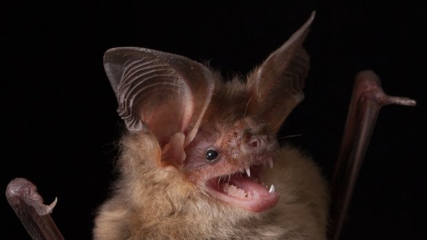 Nyctophylus gouldi, Gould's Long-eared Bat.