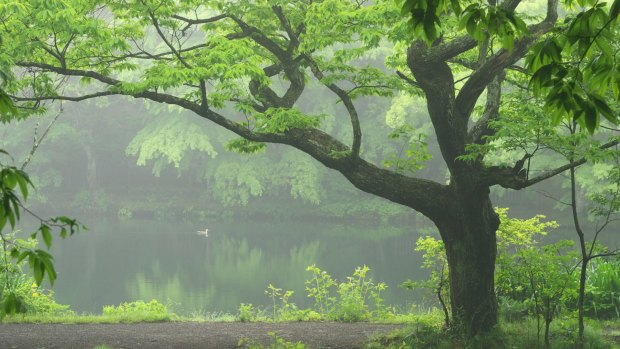 Karuizawa forest.