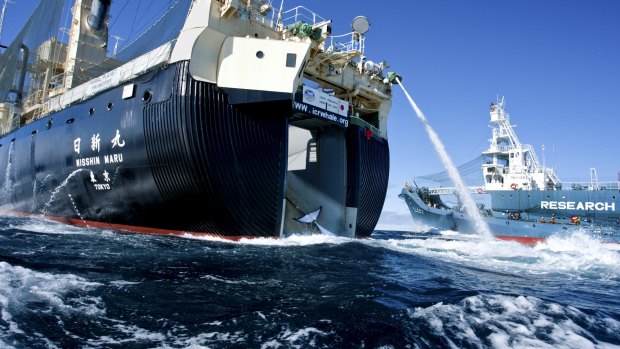 Japanese whaling harpoon ship the Yushin Maru 2 hauls in a minke whale.