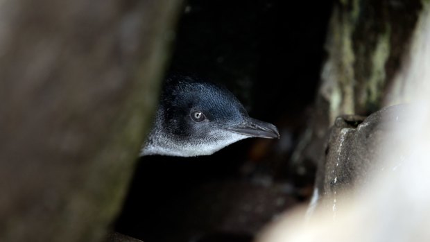 Volunteers say penguins have been attacked in two separate incidents in recent weeks.