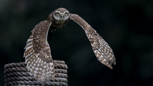 An owl named Distinto flies to her trainer as part of the bird's daily exercise routine at the former Buenos Aires Zoo.