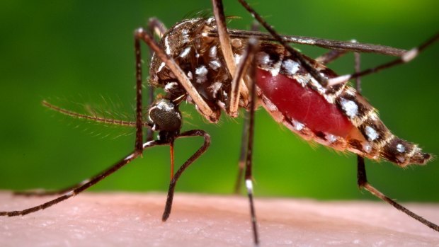 A female Aedes aegypti mosquito in the process of acquiring a blood meal from a human host. 