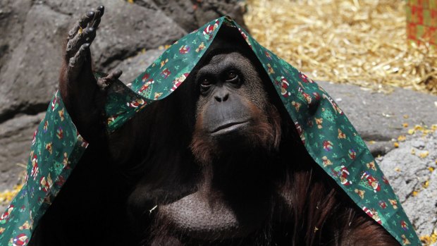 Shy: Sandra, an orangutan fighting for limited legal rights, in Buenos Aires Zoo in 2010.