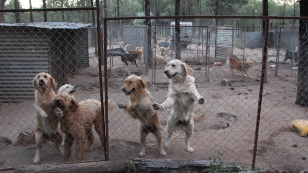 Dogs at a puppy farm in northern NSW.