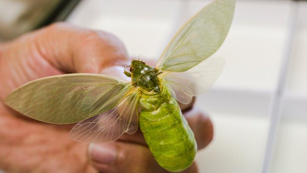 This rare discovery will join the 12 million other insect specimens stored in the CSIRO's Australian National Insect Collection