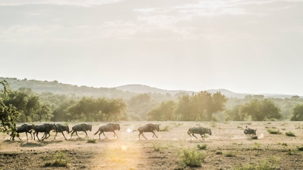 Wildebeest run free on the Ox Ranch's rangeland in Uvalde, Texas.