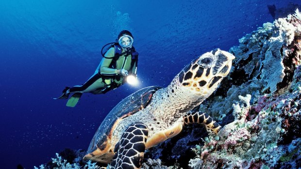 A rich ecosystem is under pressure from island building by China and neighbouring nations. Scuba diver and a Hawksbill sea turtle in the South China Sea, near Malaysia.