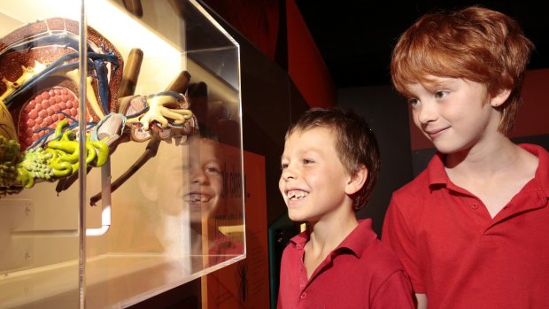 Mount Rogers Primary School students Harry Murray, left, and Jake Pegg study an anatomy model at the Spiders exhibition.  