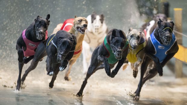 The Townsville Greyhound Racing Club has warned it's in danger of closing without funds.