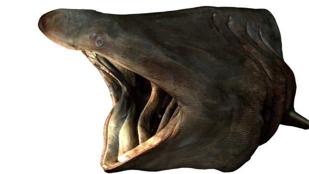 The head of the basking shark model.