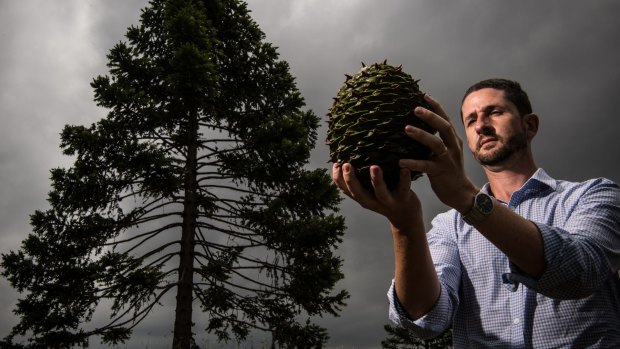 John Siemon, curator and manager of the Australian Botanic Garden, Mount Annan, with a 2.7-kilogram seed from a Araucaria bidwillii. 