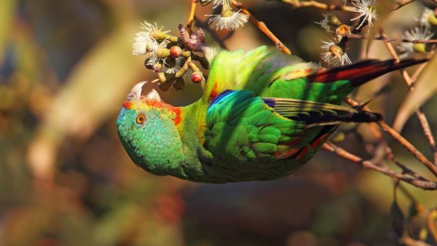 The upside down world of a nectar feeding swift parrot